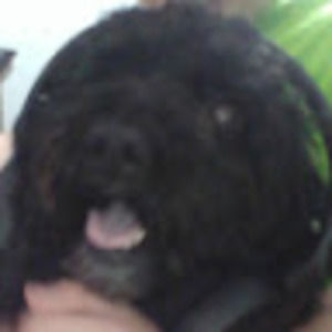 Meet your Posher, Greyson